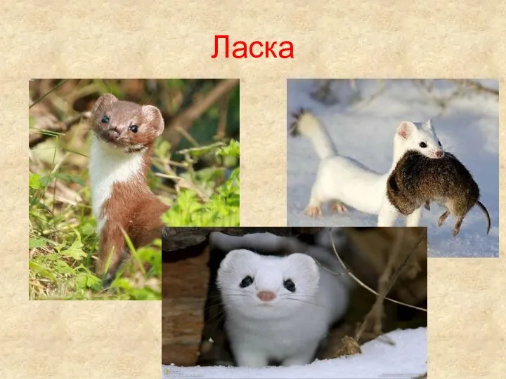 Ласка