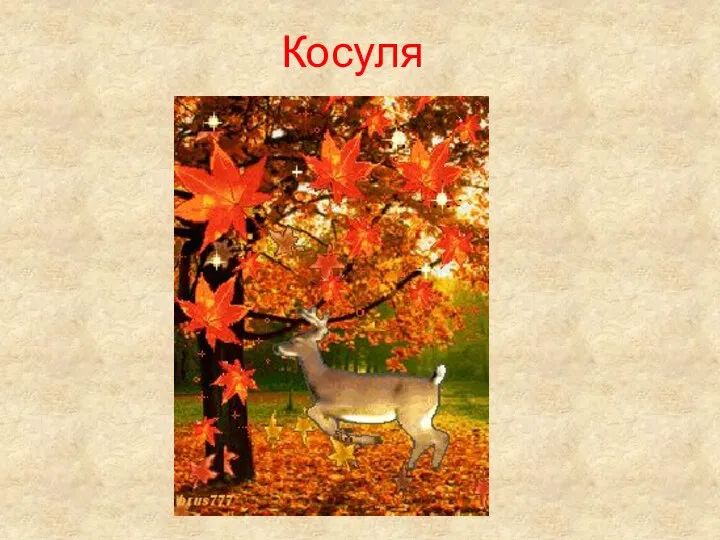 Косуля