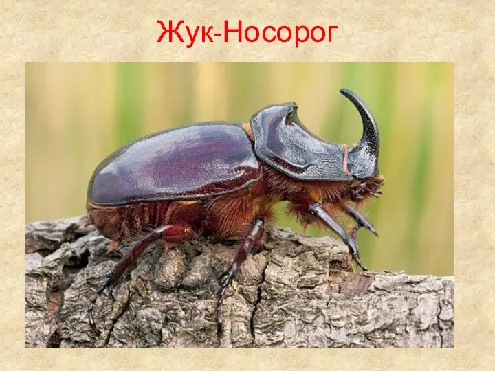 Жук-Носорог