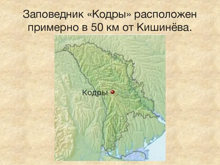 Заповедник «Кодры» расположен примерно в 50 км от Кишинёва.