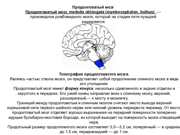 Продолговатый мозг Продолговатый мозг, medulla oblongata (myelencephalon, bulbus) ,— производное ромбовидного