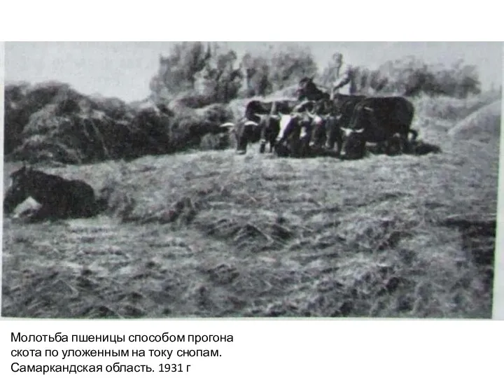 Молотьба пшеницы способом прогона скота по уложенным на току снопам. Самаркандская область. 1931 г
