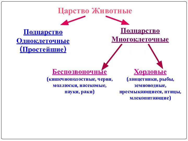 Подцарство Одноклеточные(Простейшие) Подцарство Многоклеточные Беспозвоночные (кишечнополостные, черви, моллюски, насекомые, пауки, раки)