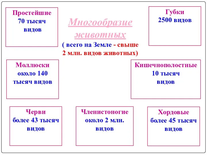 Простейшие 70 тысяч видов Моллюски около 140 тысяч видов Членистоногие около