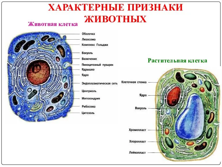 ХАРАКТЕРНЫЕ ПРИЗНАКИ ЖИВОТНЫХ Животная клетка Растительная клетка