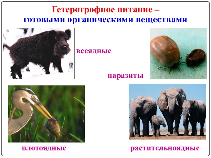 плотоядные всеядные паразиты растительноядные Гетеротрофное питание – готовыми органическими веществами