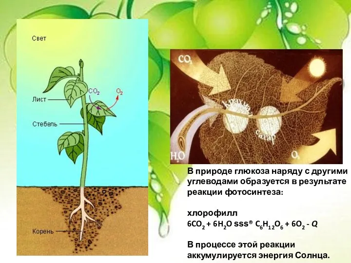 В природе глюкоза наряду с другими углеводами образуется в результате реакции