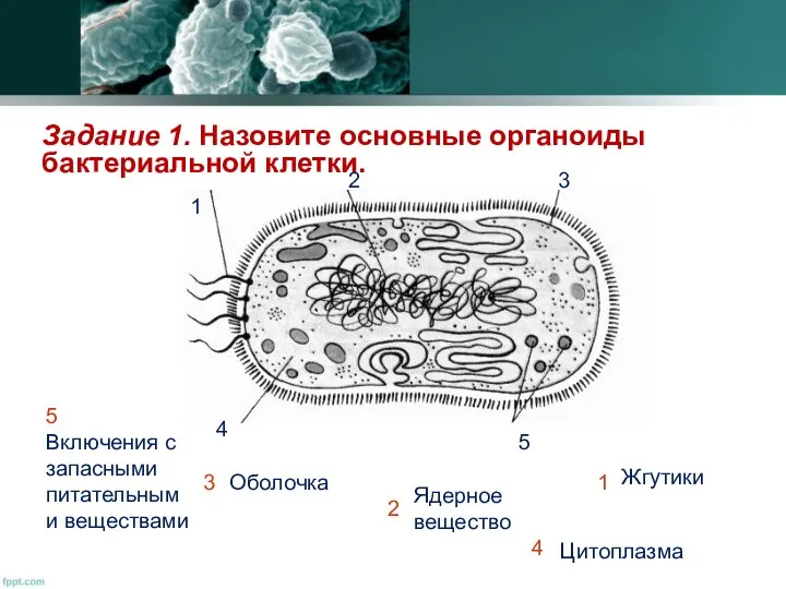 Включения с запасными питательными веществами Ядерное вещество Жгутики Цитоплазма Оболочка Задание