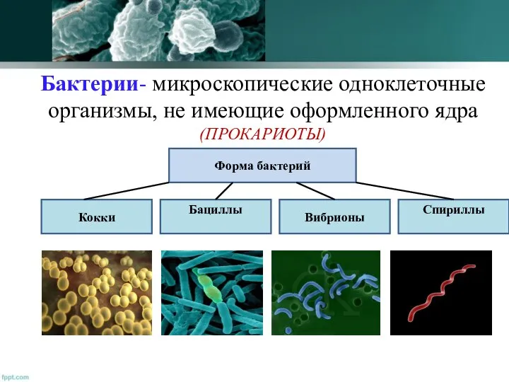 Бактерии- микроскопические одноклеточные организмы, не имеющие оформленного ядра (ПРОКАРИОТЫ)