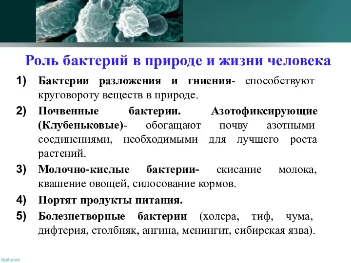 Роль бактерий в природе и жизни человека Бактерии разложения и гниения-