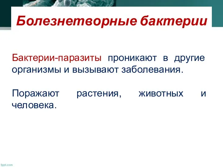 Болезнетворные бактерии Бактерии-паразиты проникают в другие организмы и вызывают заболевания. Поражают растения, животных и человека.