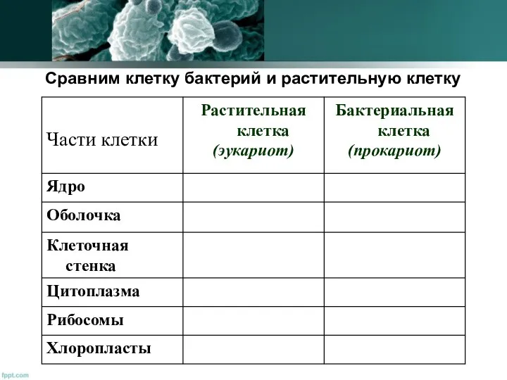 Сравним клетку бактерий и растительную клетку