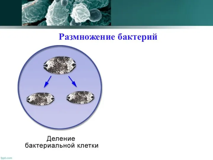 Размножение бактерий Размножаются бактерии делением одной клетки на две. При благоприятных