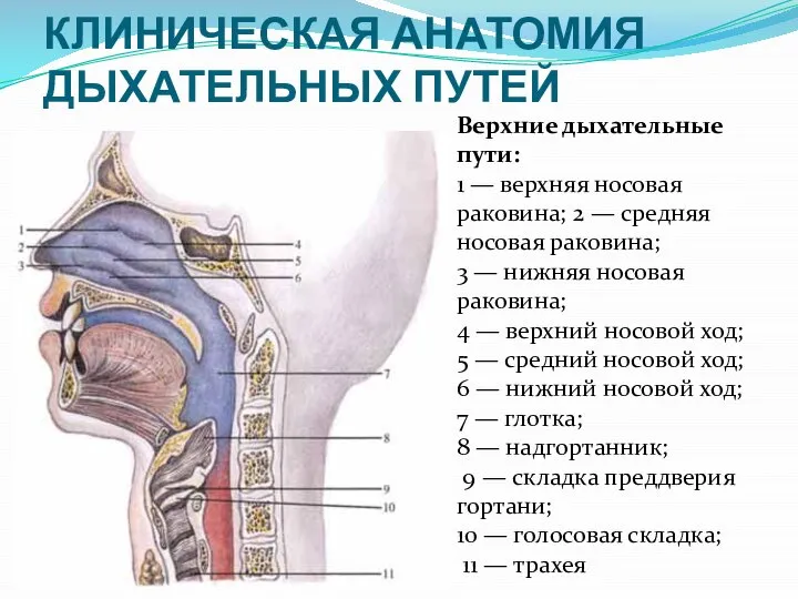 КЛИНИЧЕСКАЯ АНАТОМИЯ ДЫХАТЕЛЬНЫХ ПУТЕЙ Верхние дыхательные пути: 1 — верхняя носовая