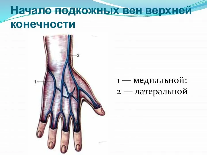 Начало подкожных вен верхней конечности 1 — медиальной; 2 — латеральной