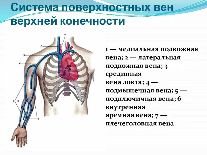 Система поверхностных вен верхней конечности 1 — медиальная подкожная вена; 2