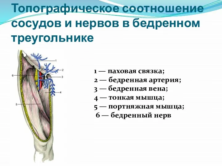 Топографическое соотношение сосудов и нервов в бедренном треугольнике 1 — паховая