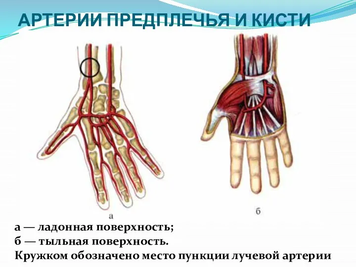 АРТЕРИИ ПРЕДПЛЕЧЬЯ И КИСТИ а — ладонная поверхность; б — тыльная