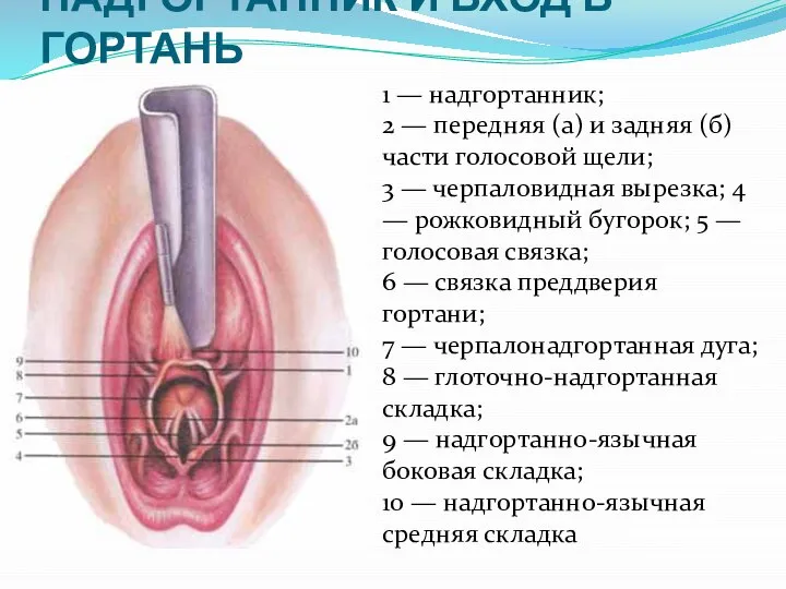 НАДГОРТАННИК И ВХОД В ГОРТАНЬ 1 — надгортанник; 2 — передняя