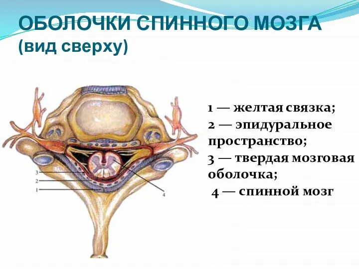 ОБОЛОЧКИ СПИННОГО МОЗГА (вид сверху) 1 — желтая связка; 2 —