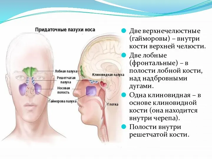 Две верхнечелюстные (гайморовы) – внутри кости верхней челюсти. Две лобные (фронтальные)