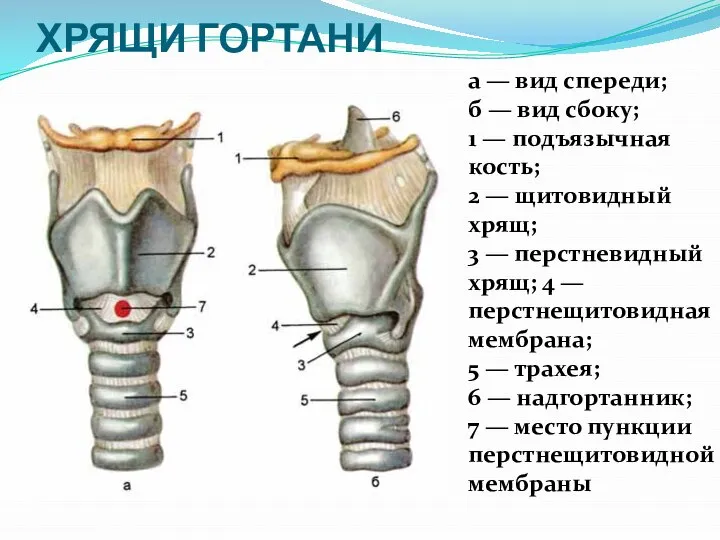 ХРЯЩИ ГОРТАНИ а — вид спереди; б — вид сбоку; 1