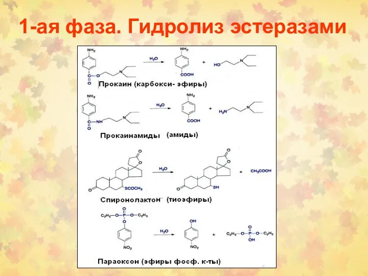 1-ая фаза. Гидролиз эстеразами