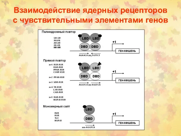 Взаимодействие ядерных рецепторов с чувствительными элементами генов