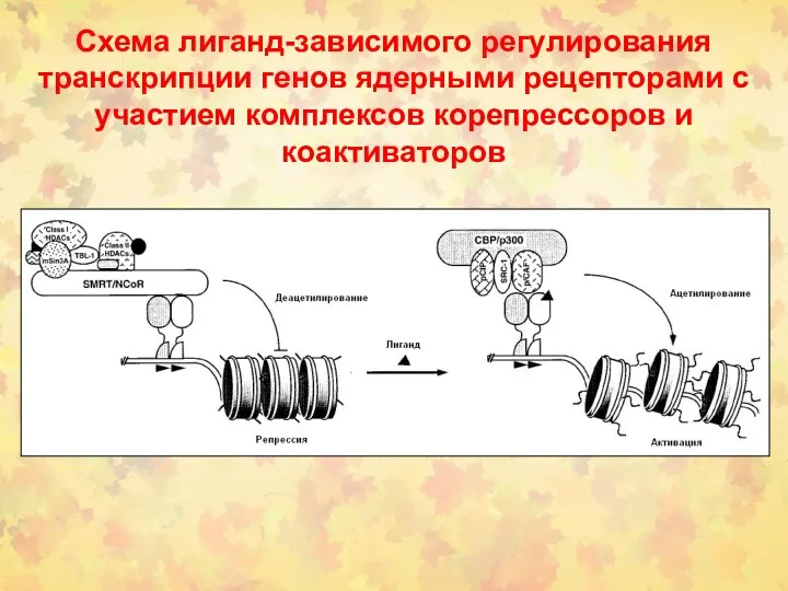 Схема лиганд-зависимого регулирования транскрипции генов ядерными рецепторами с участием комплексов корепрессоров и коактиваторов