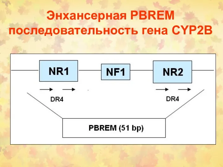 Энхансерная PBREM последовательность гена CYP2B