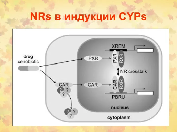 NRs в индукции CYPs