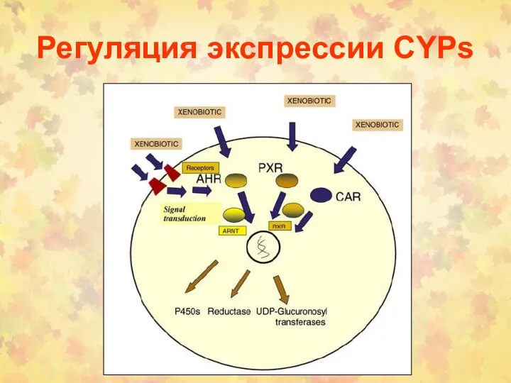 Регуляция экспрессии CYPs