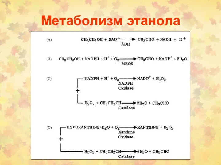 Метаболизм этанола