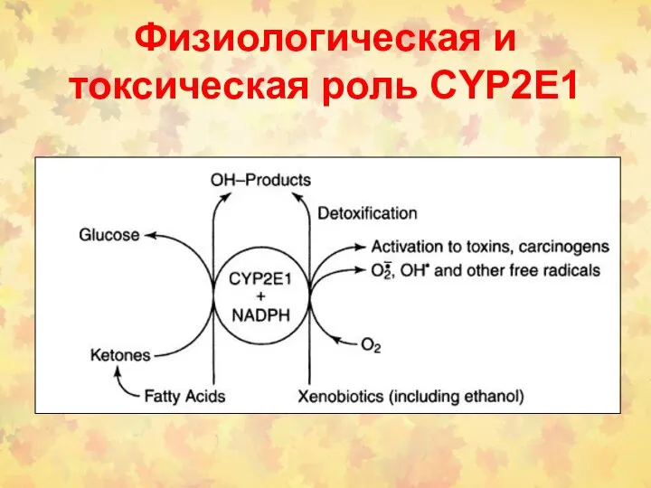 Физиологическая и токсическая роль СYP2Е1