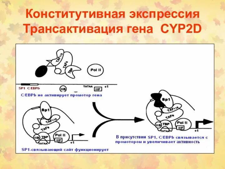 Конститутивная экспрессия Транcактивация гена CYP2D