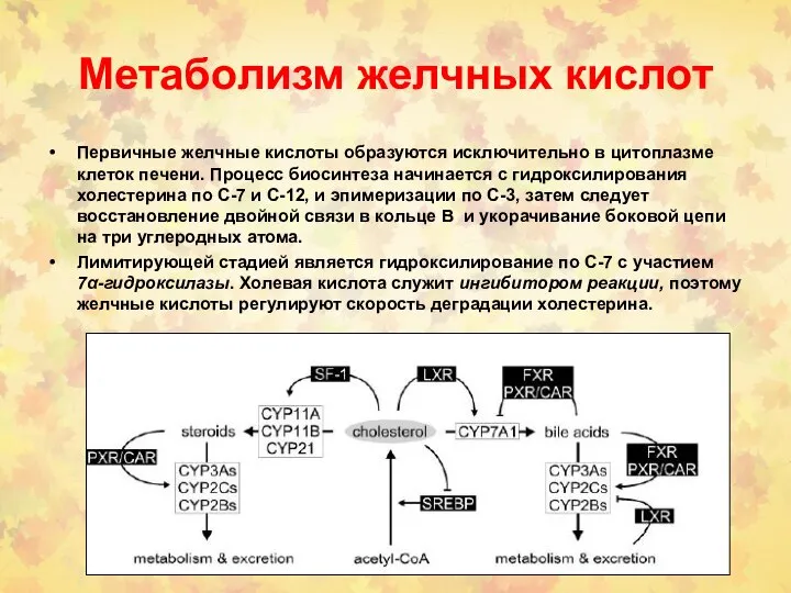 Метаболизм желчных кислот Первичные желчные кислоты образуются исключительно в цитоплазме клеток