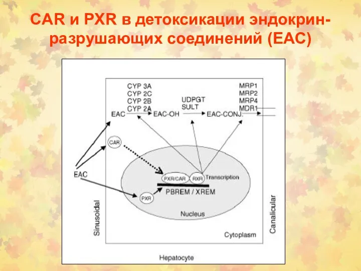 CAR и PXR в детоксикации эндокрин-разрушающих соединений (EAC)