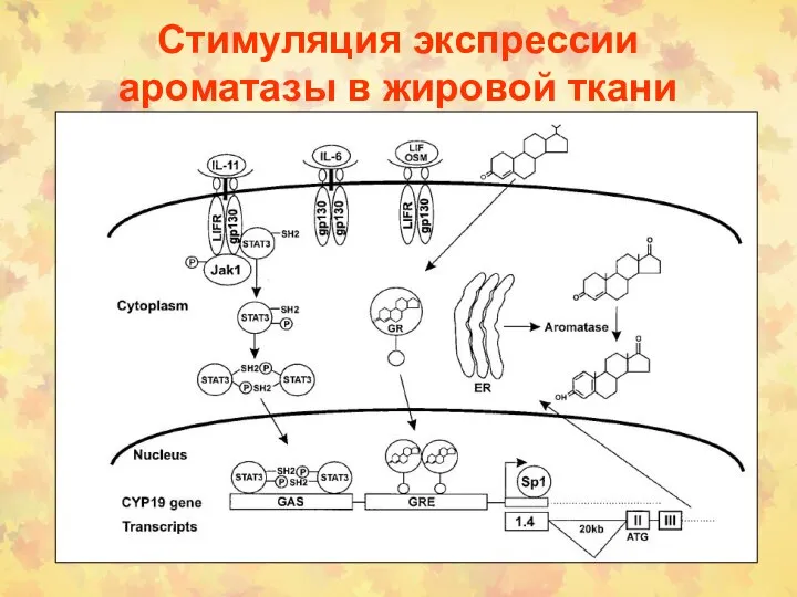 Стимуляция экспрессии ароматазы в жировой ткани