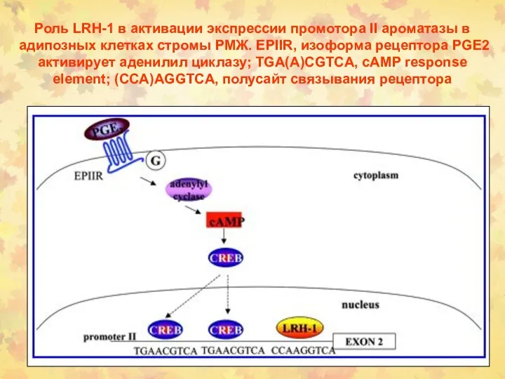 Роль LRH-1 в активации экспрессии промотора II ароматазы в адипозных клетках