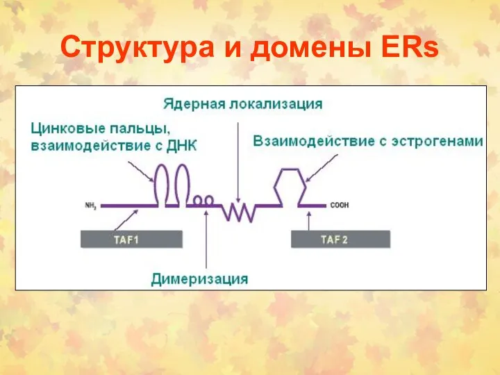 Структура и домены ERs