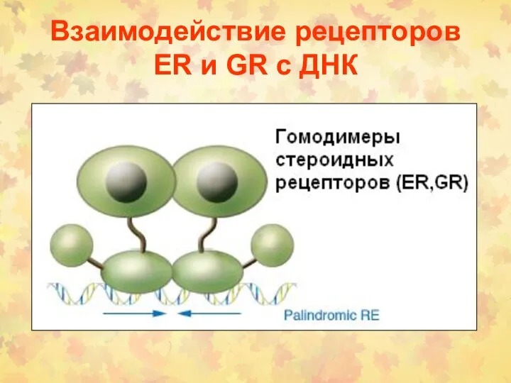 Взаимодействие рецепторов ER и GR с ДНК