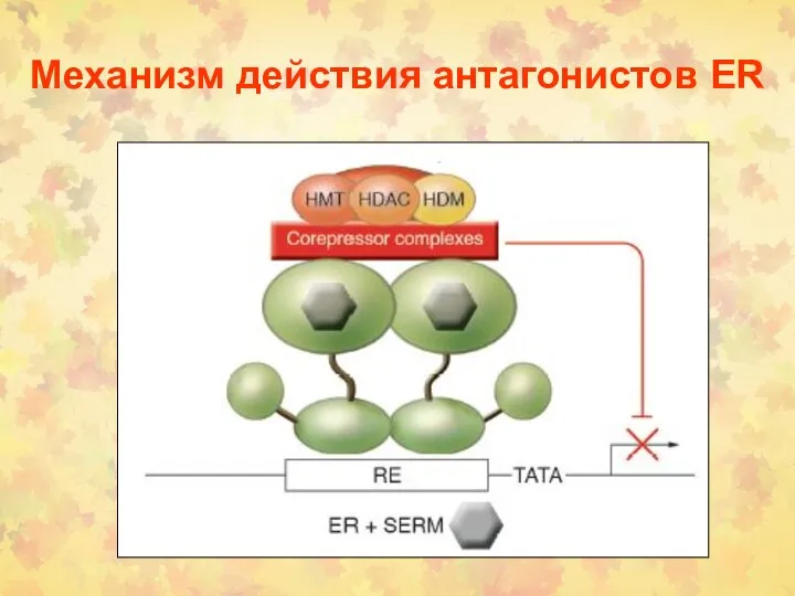 Механизм действия антагонистов ER