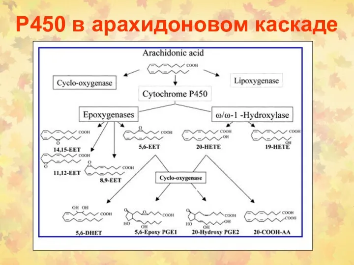 Р450 в арахидоновом каскаде