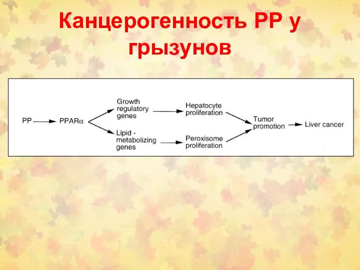 Канцерогенность РР у грызунов