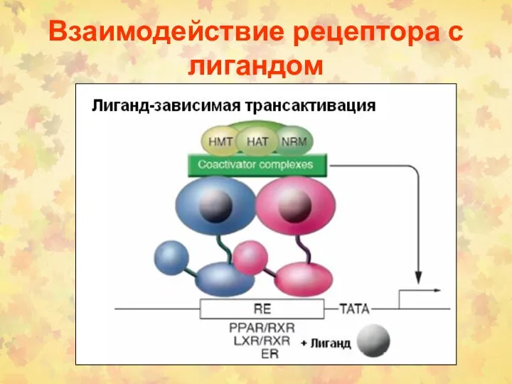 Взаимодействие рецептора с лигандом