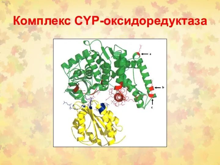 Комплекс CYP-оксидоредуктаза