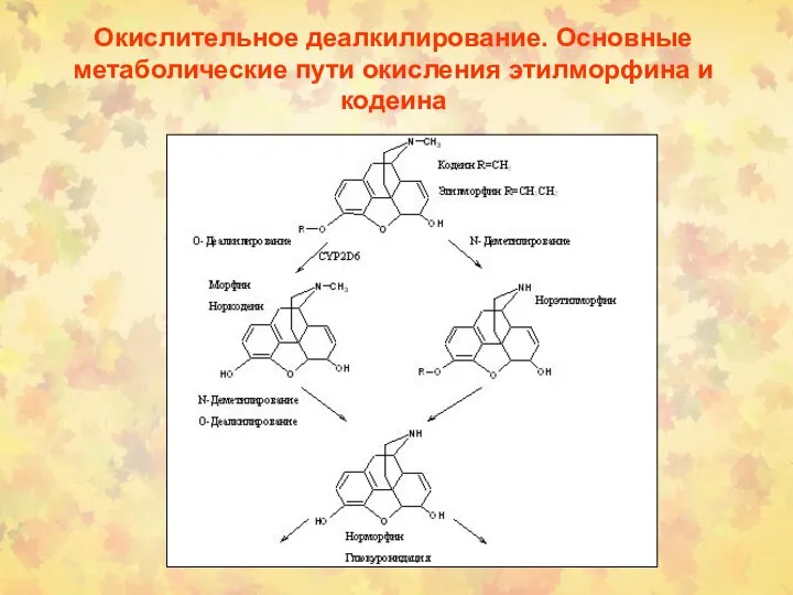 Окислительное деалкилирование. Основные метаболические пути окисления этилморфина и кодеина