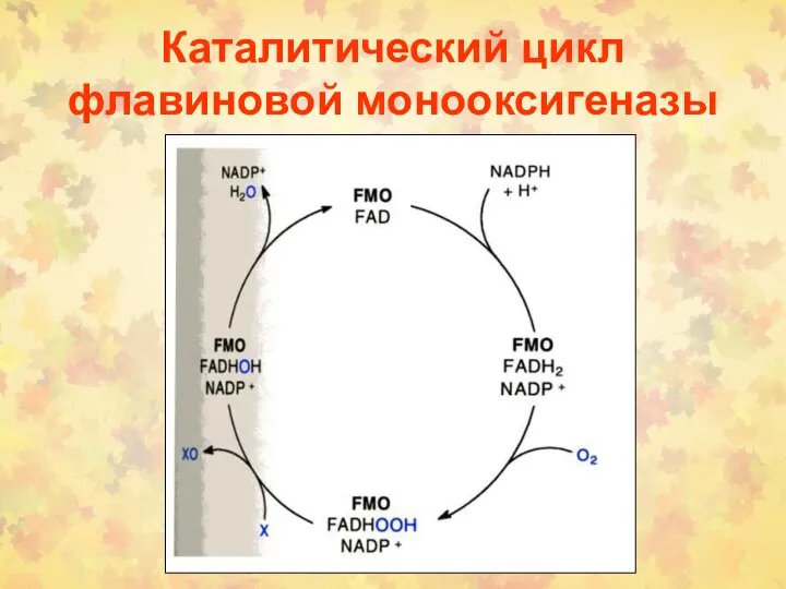 Каталитический цикл флавиновой монооксигеназы