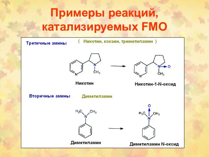 Примеры реакций, катализируемых FMO