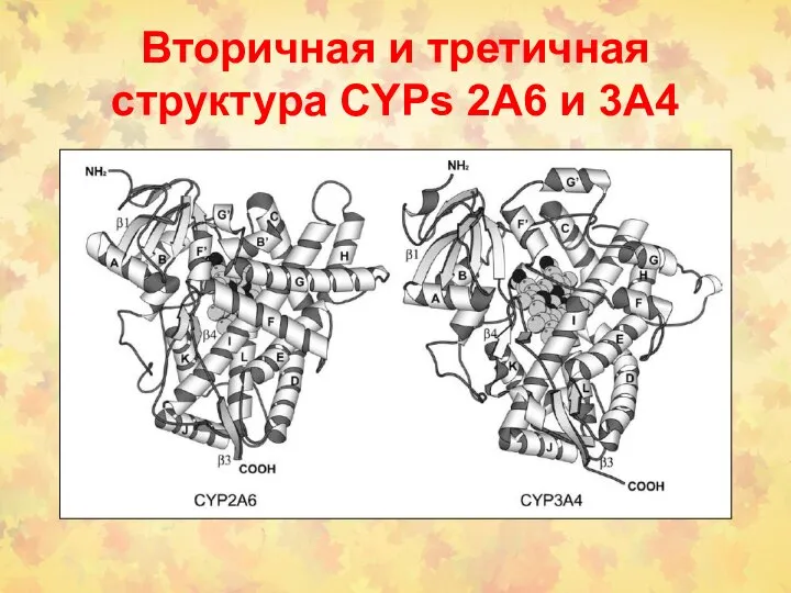 Вторичная и третичная структура CYPs 2A6 и 3A4